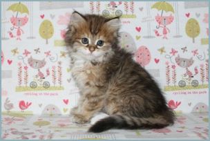 Female Siberian Kitten from Deedlebug Siberians